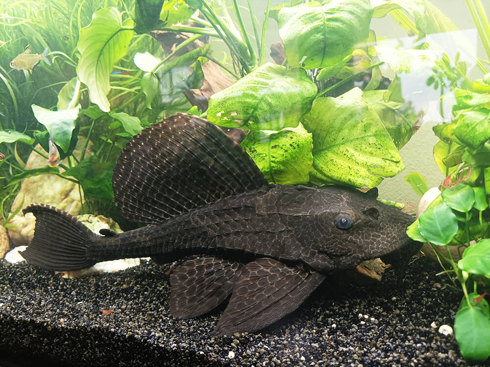 Mijn eigen Hypostomus Plecostomus pleco algeneter!