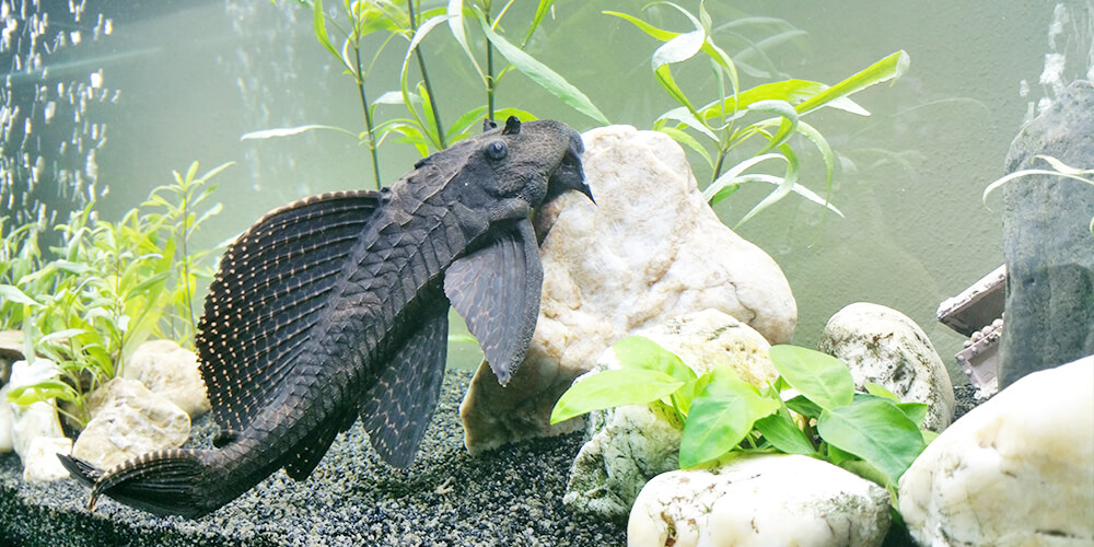 Rodney Hypostomus Plecostomus de Pleco algeneter van Aquaria webwinkel!